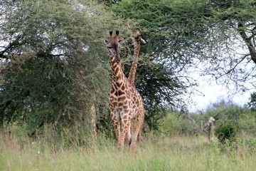 maasai Giraffe, Tanzania, Africa
