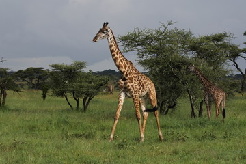 maasai Giraffe, Tanzania, Africa