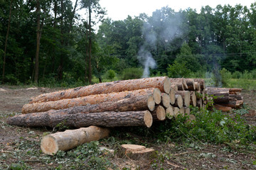 pile of logs
