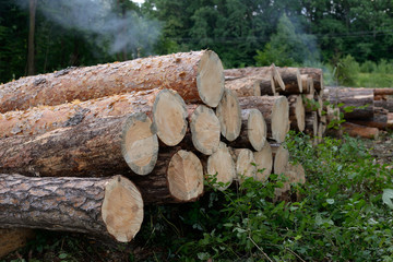 pile of logs