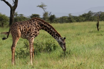 Naklejka na ściany i meble maasai Giraffe, Tanzania, Africa
