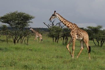 Naklejka na ściany i meble maasai Giraffe, Tanzania, Africa