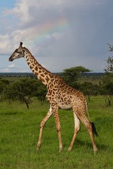 Naklejka na ściany i meble Giraffe mit rainbow