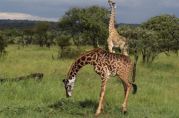 giraffe in africa, Tanzania
