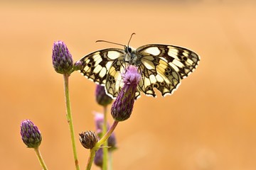 Beautiful colorful butterfly sitting on flower in nature. Summer day with sun outside on meadow. Colorful natural background. Insects (Melanargia galathea)