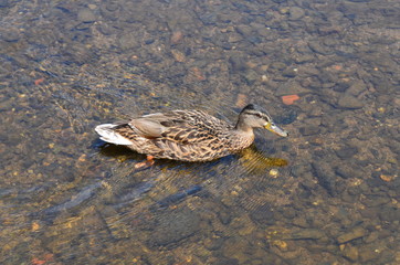 Canard dans une rivière.