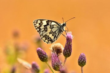 Beautiful colorful butterfly sitting on flower in nature. Summer day with sun outside on meadow. Colorful natural background. Insects (Melanargia galathea)