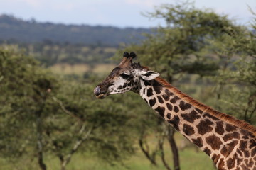 Giraffe, young Masai Giraffe, Serengeit
