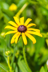 yellow flower on green background