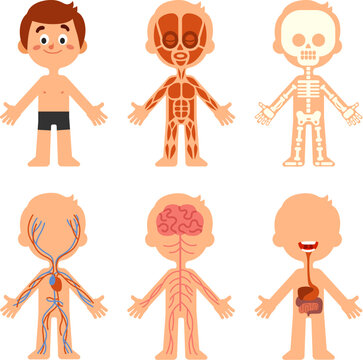 Cartoon boy body anatomy. Human biology systems anatomical chart. Skeleton, veins system and organs vector illustration