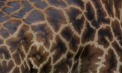 Giraffe, Masai Giraffe, Fur