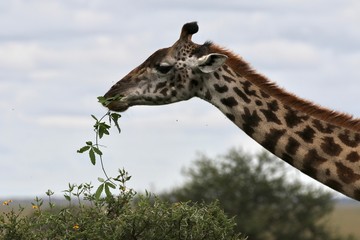 Giraffe, young Masai Giraffe, Serengeit