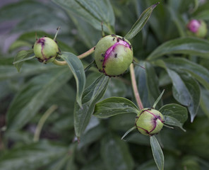 Buds of peony flowers and ants, harm of ants