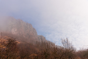 misty morning in the forest