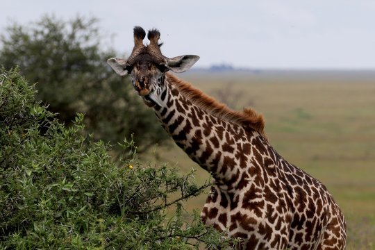 Giraffe, young Masai Giraffe, Serengeit
