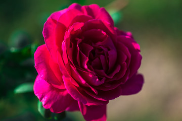pink rose in garden