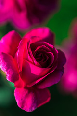 pink rose in the garden