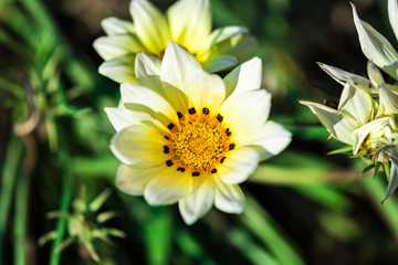 Obraz premium yellow daisy flower