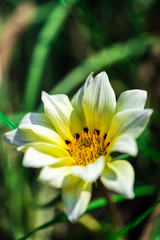 yellow flower in the garden