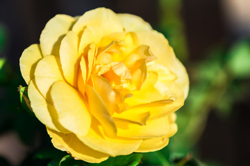 yellow rose flower