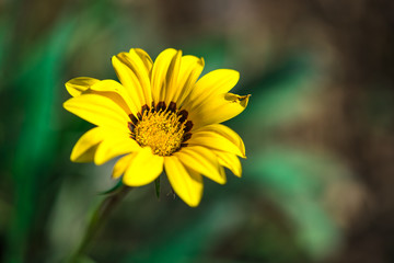 yellow flower in the garden