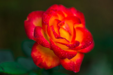 single red rose
