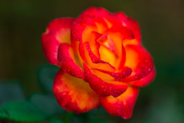 single red rose