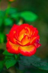 red rose in garden