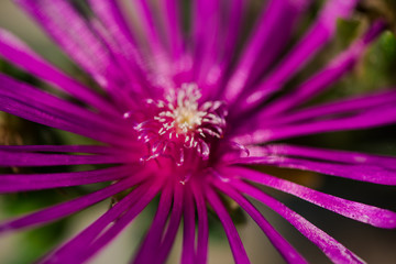 Obraz premium Beautiful flower