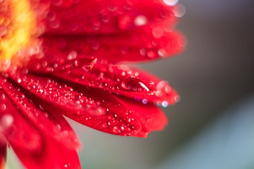 Pink gerbera flower with water drop close up