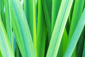 Obraz na płótnie Canvas Blades of green grass. Long stems