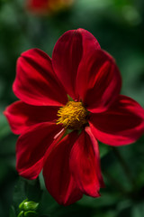 Beautiful flowers at the springtime