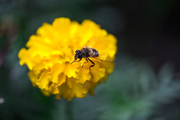 Beautiful flowers at the springtime