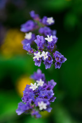 Fototapeta premium Beautiful flowers at the springtime