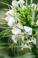 Beautiful flowers at the springtime