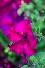 Beautiful flowers at the springtime