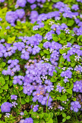 purple flowers in the garden