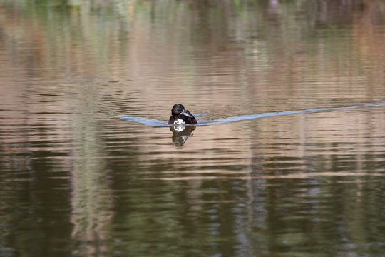 black duck swimming