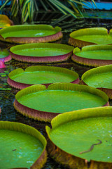 water lilies in the pond