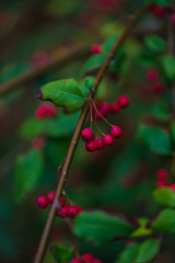 red berries on a bush