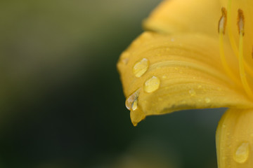 Petals of a bright large flower of a day lily are covered with a large number of drops of water.