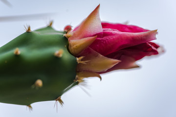 cactus with thorns