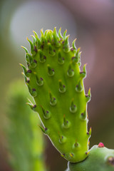 prickly pear cactus