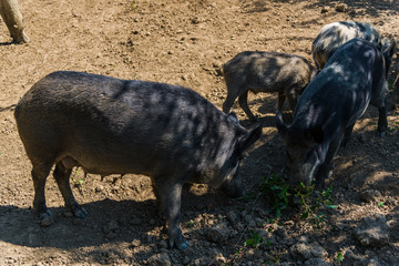 Wild boars