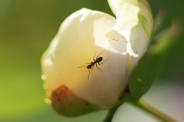 Ant crawling on a peony bud in the spring.