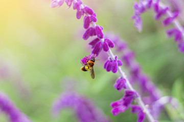 honey bee collecting pollen from a lavender flower