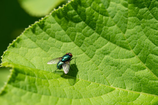 Petite mouche verte métalique sur une feuille en macro