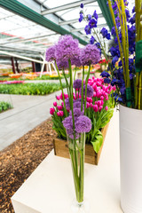 Beautiful flowers in the pot