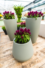 Beautiful flowers in the pot