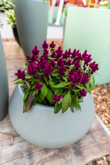 Beautiful flowers in the pot